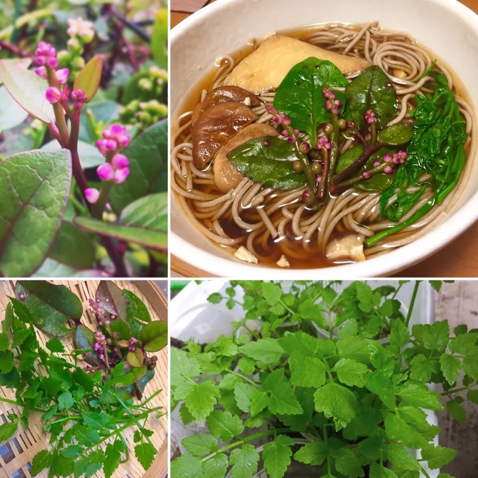 朝ごはんは、あんかけキツネ蕎麦。
プランター栽培のツルムラサキ、水耕栽培のセリを添えて。|Tomiko Muramatsuさん