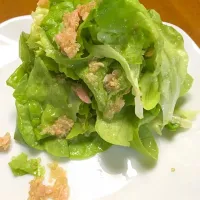 Snapdishの料理写真:キノワとツナのサラダ|Morihiko  Yanoさん