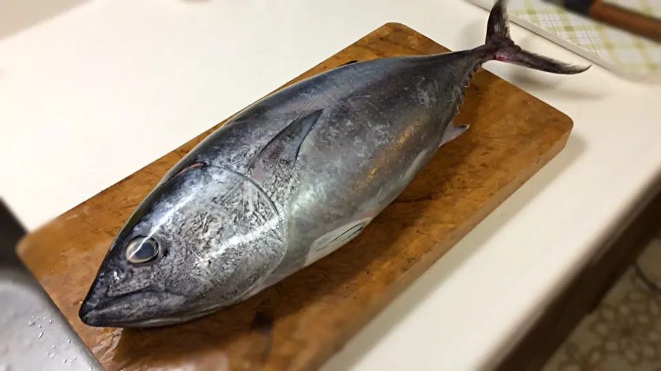 なぜ？マグロ🐟が我が家に😂|アライさんさん