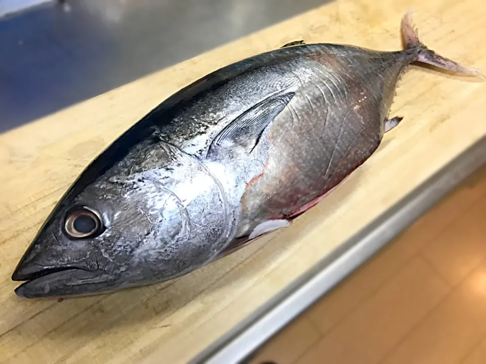 なぜ？マグロが🐟我が家に😂②|おかっぴーさん