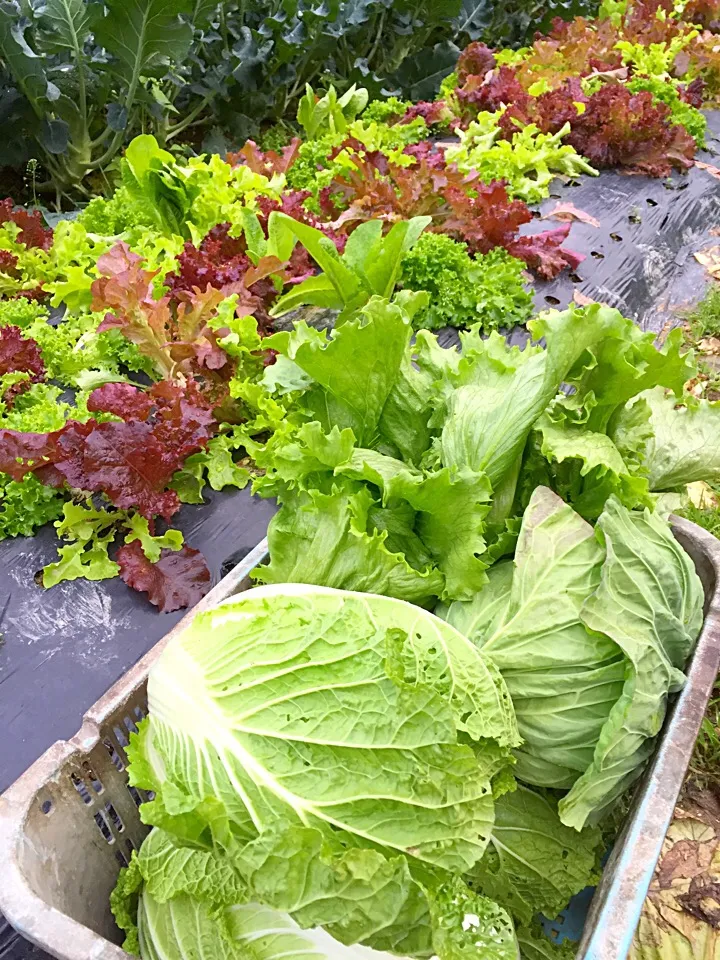 今が旬の我が農園の野菜たち(*^_^*)

白菜はキムチ漬け、
レタスはサンドイッチを作ります|simoneさん