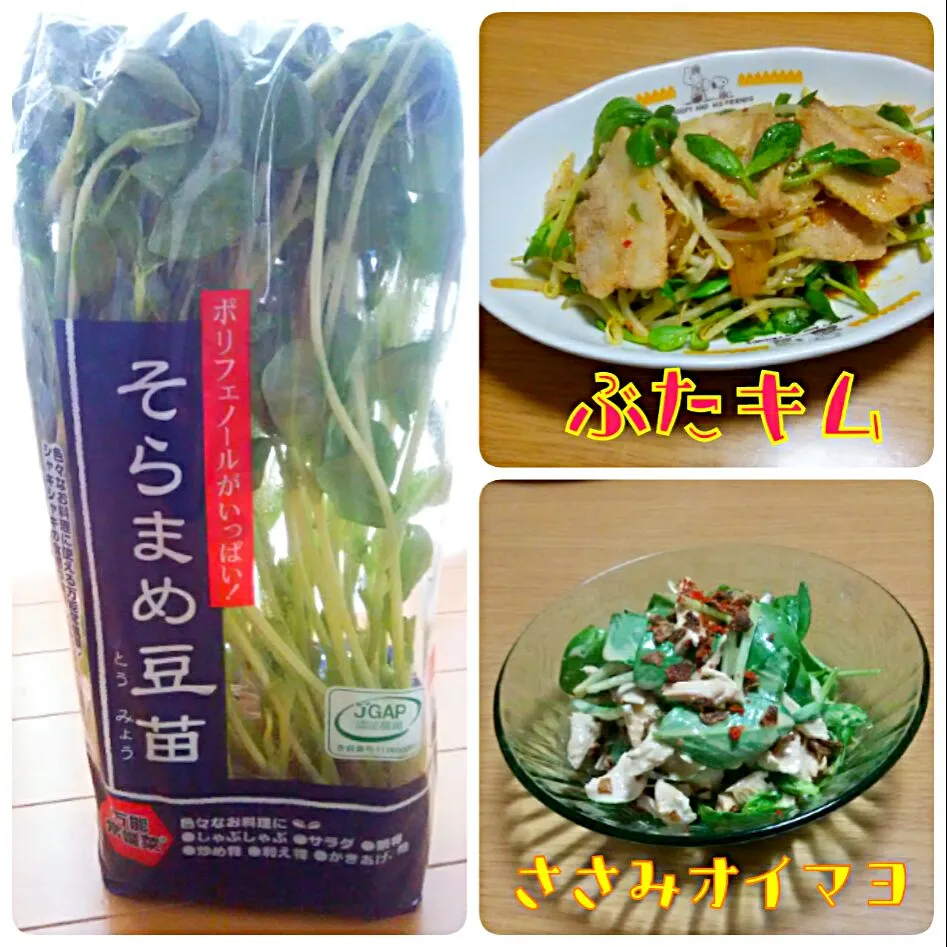 そら豆💚豆苗を使って😌
💓豚キムチ
💓ササミのオイマヨあえ|ひとみんΨ(*´∀｀)Ψさん