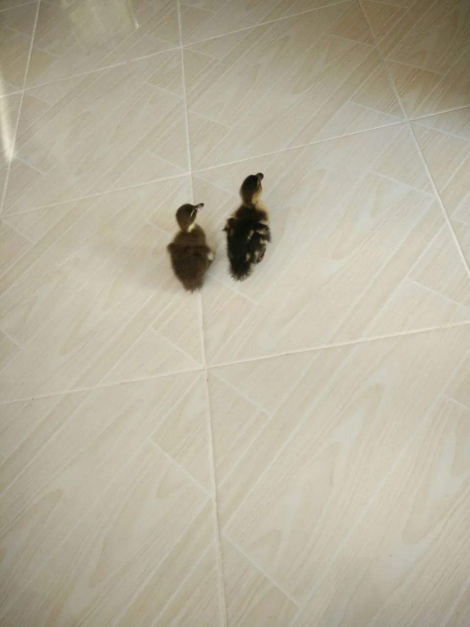 my 2 ducks..like eating scramble egg :-) :-) :-) :-)|lynnさん