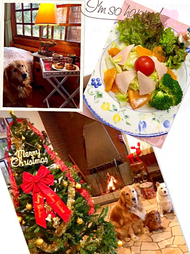 Snapdishの料理写真:白菜と柿とハムのサラダ🎄
暖炉に火入れしました〜🤗あったか〜い🐾犬達もぬくぬく🐶|きゅうちゃんさん