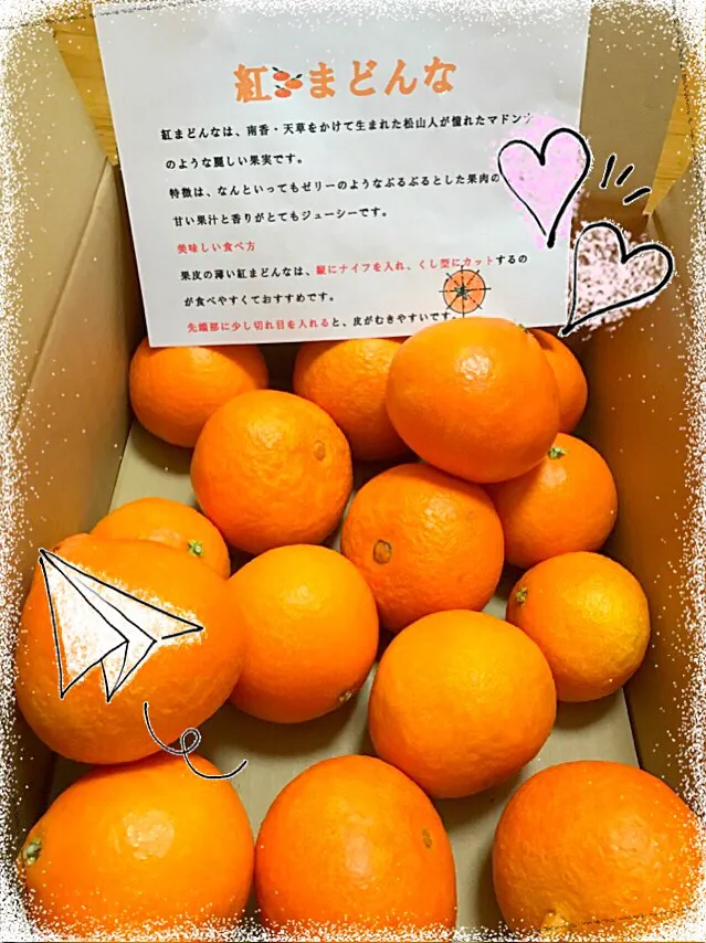 紅まどんな🍊ウマウマ〜〜💕|えいぽんさん