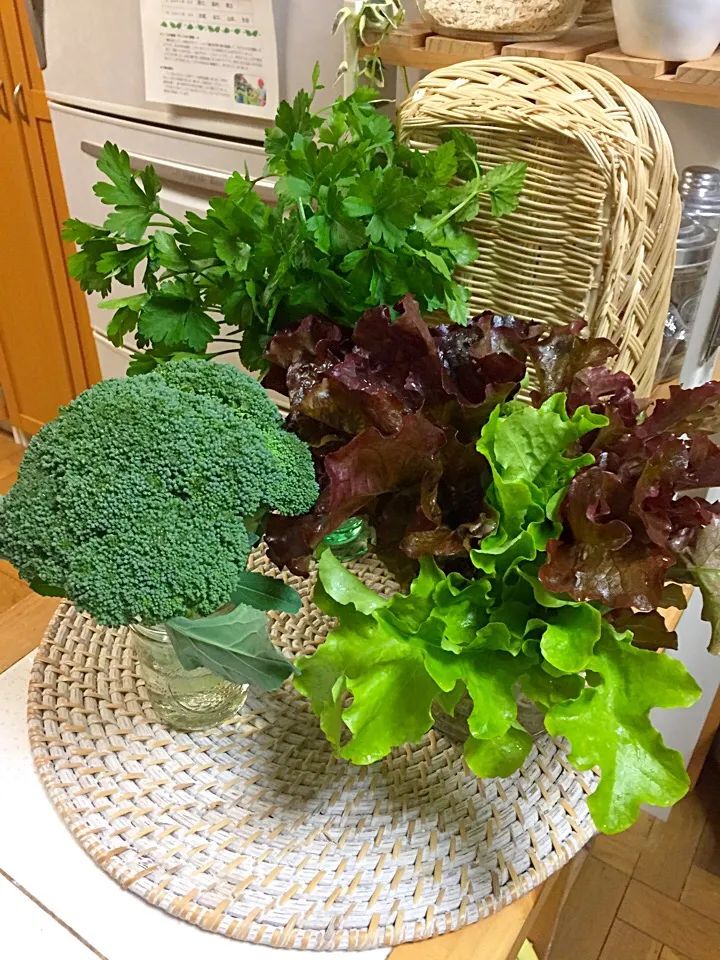 我が家なキッチンには、お花ではなく、野菜を飾っています(*^_^*)
すぐに使えるから便利です(*^_^*)|simoneさん