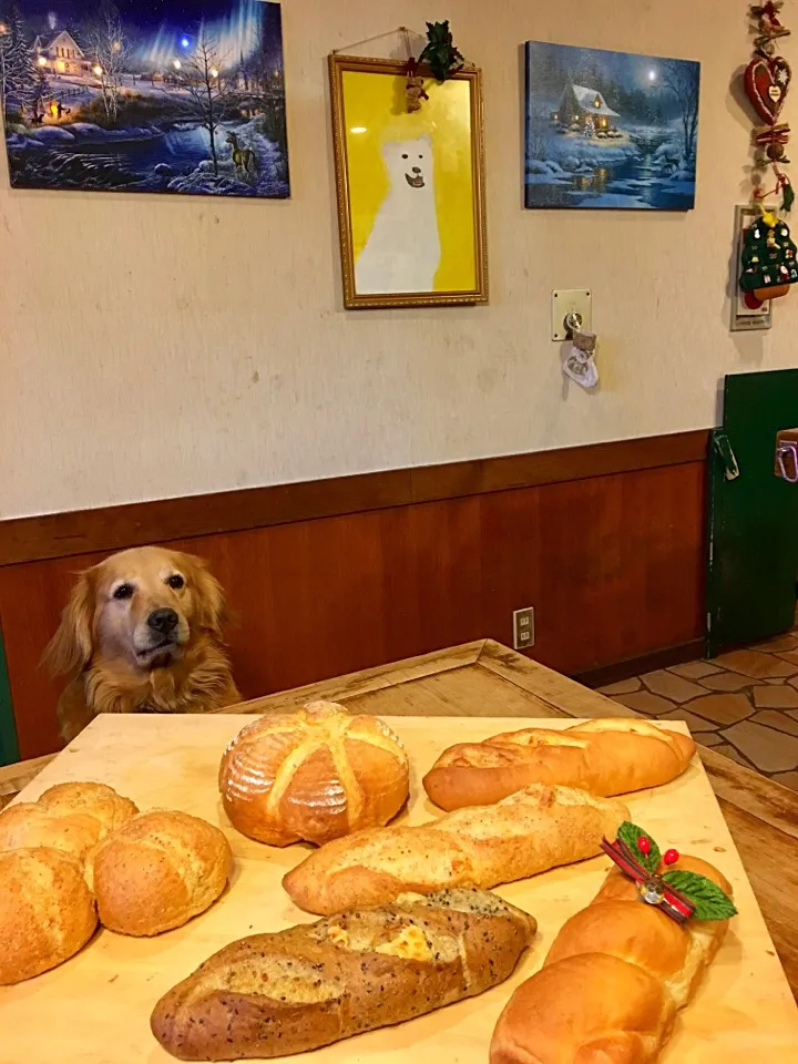 Snapdishの料理写真:グラハムブレッド🍞🧀チーズクッペ
ナッツブロート🐶パンを狙ってる👀きゅうちゃん💨|きゅうちゃんさん