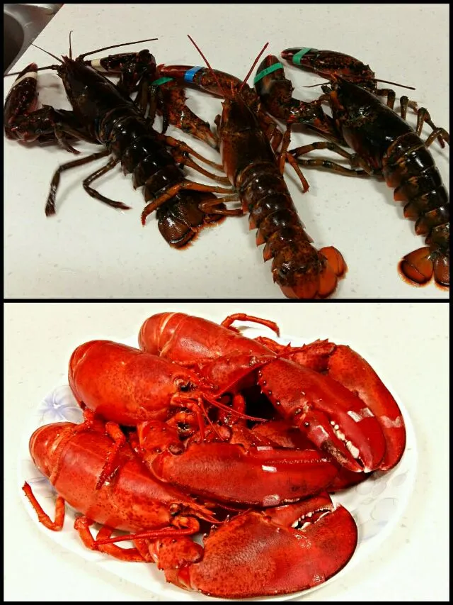 steamed lobster|steven z.y.さん