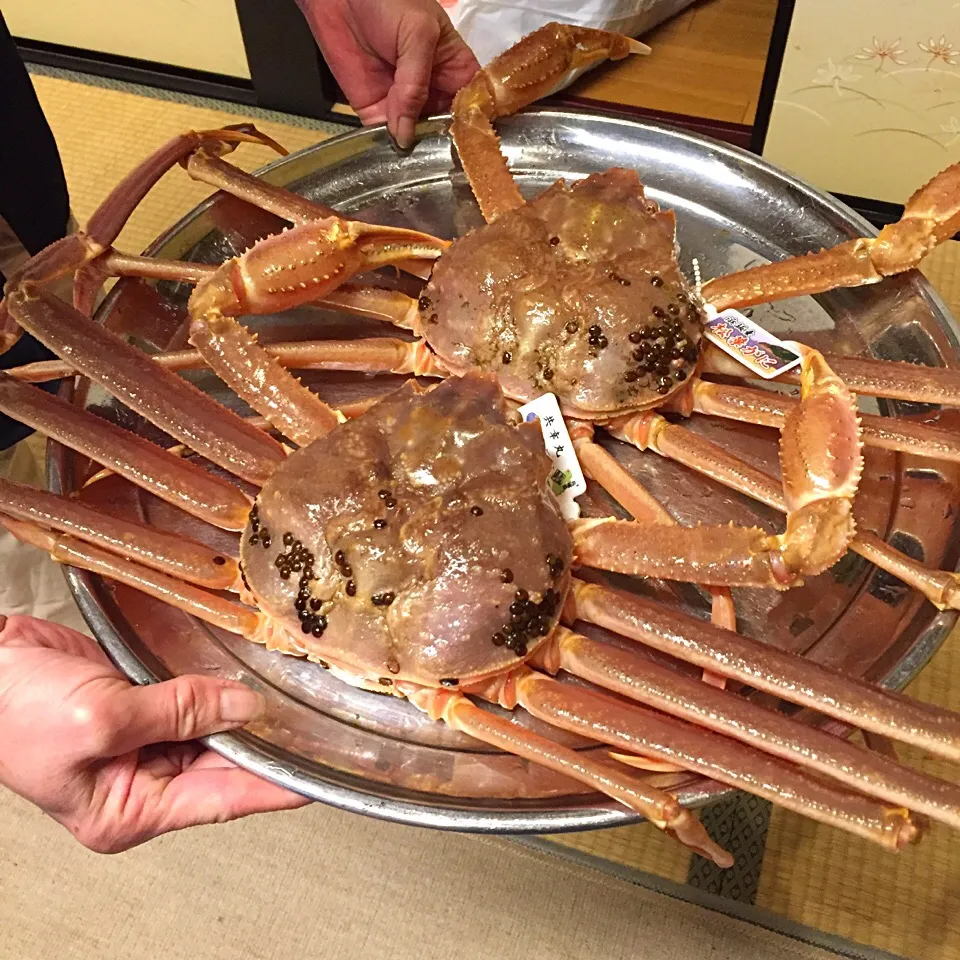 松葉蟹フルコースになる活蟹様🦀|まるいのさん