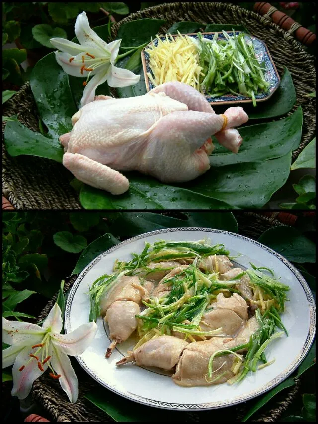 葱姜蒸鸡|steven z.y.さん