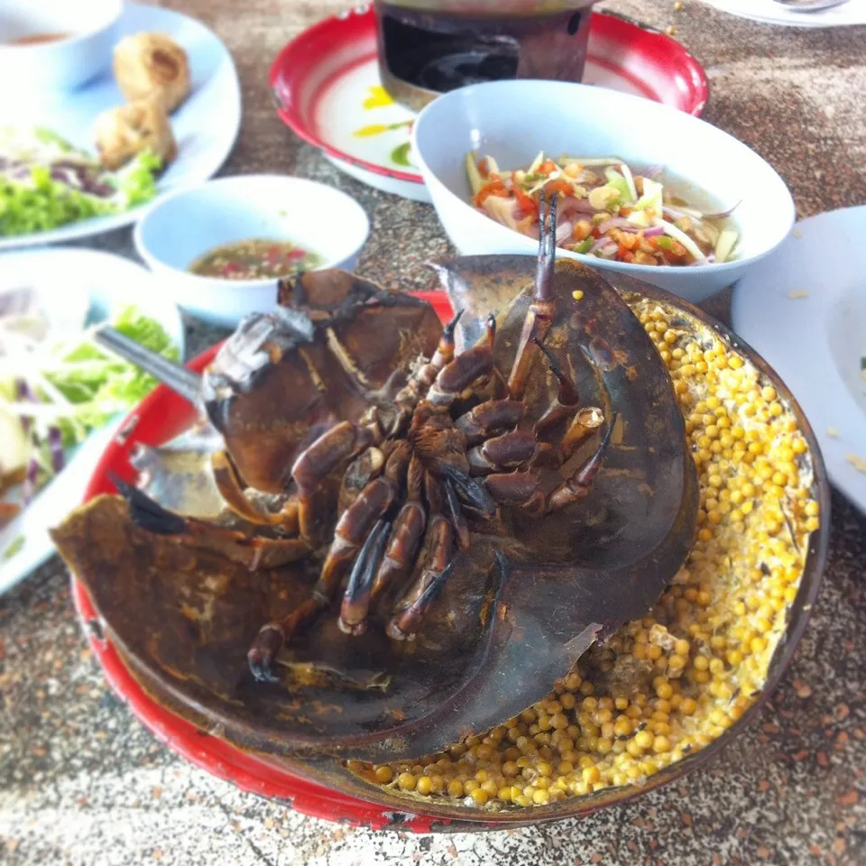 Horseshoe crab #eatinthai|Eat in Thaiさん