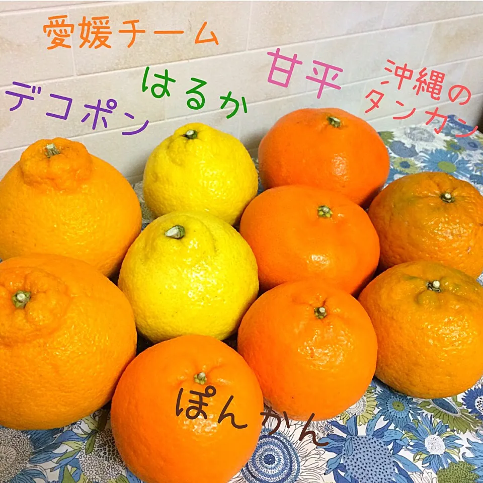 受験生の娘に愛媛と沖縄から🍊柑橘エールが届くの巻✨ありがたや〜🙏|あまねこ🌿さん