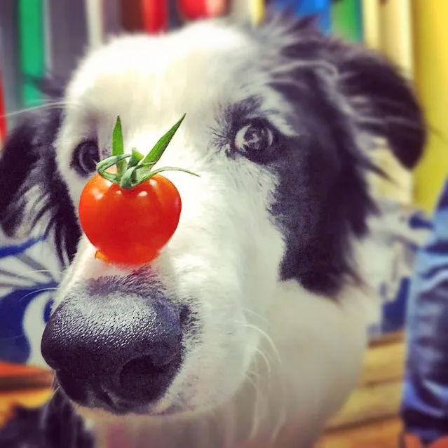 Snapdishの料理写真:宮崎でミニトマト🍅を作っているナボナが、沢山送ってくれました！|ヲルカさん