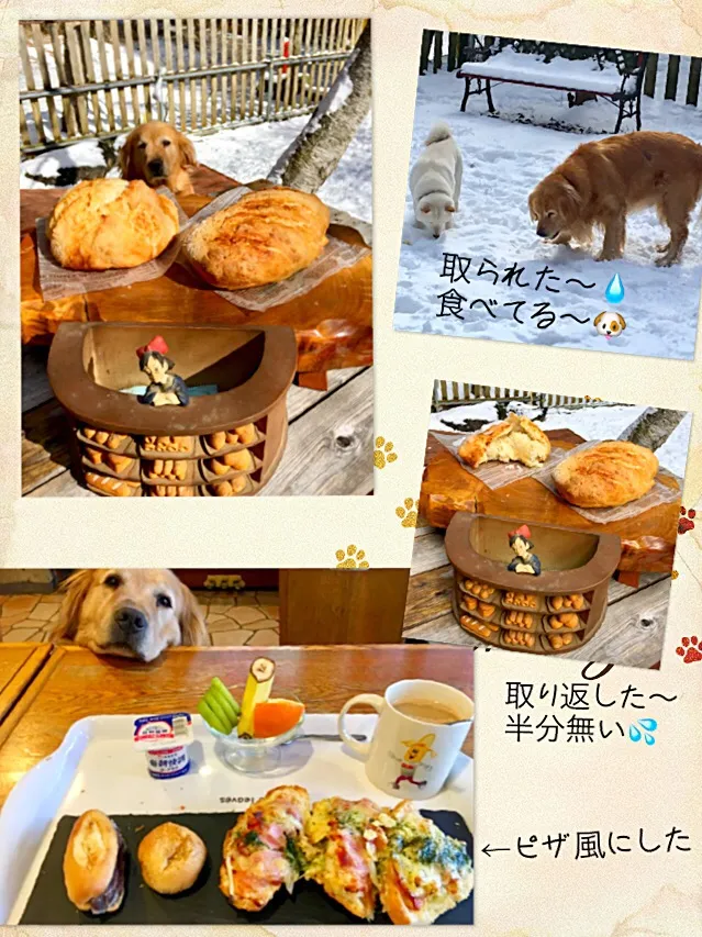 チャバタ🥖撮影中🐶取られた〜
主人が取り返した💨半分無くなっちゃった💧
残り半分をピザ風🍕に😋|きゅうちゃんさん