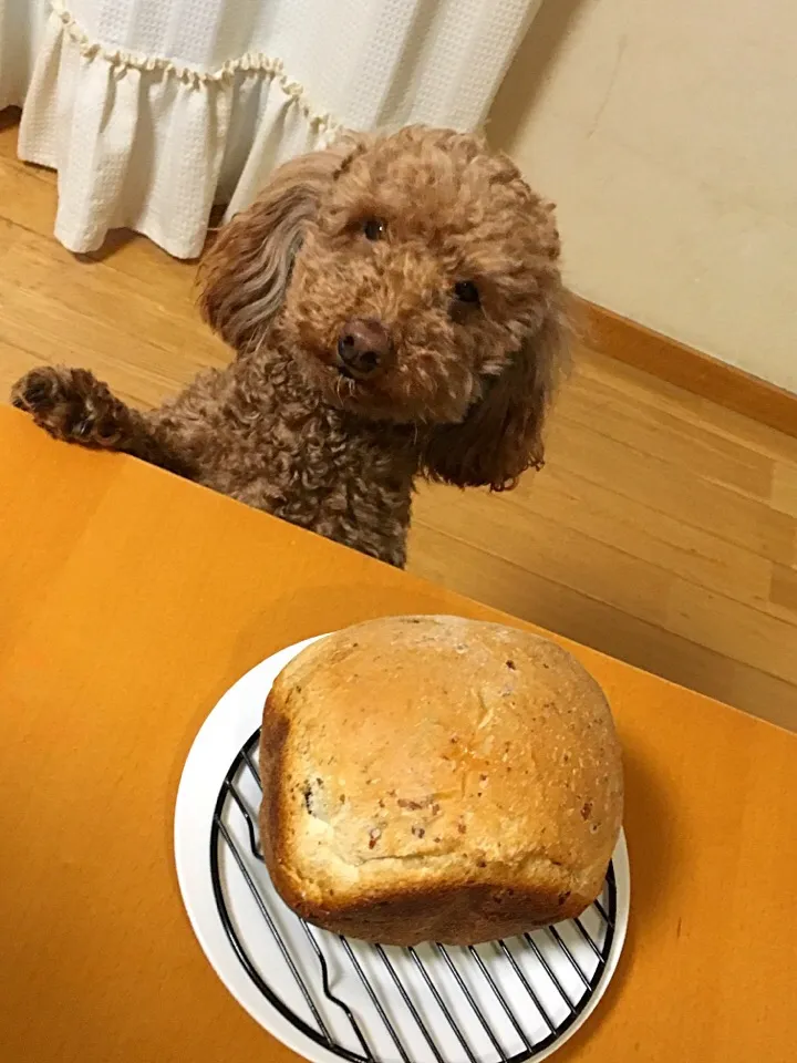 朝のパン|kimikimiさん