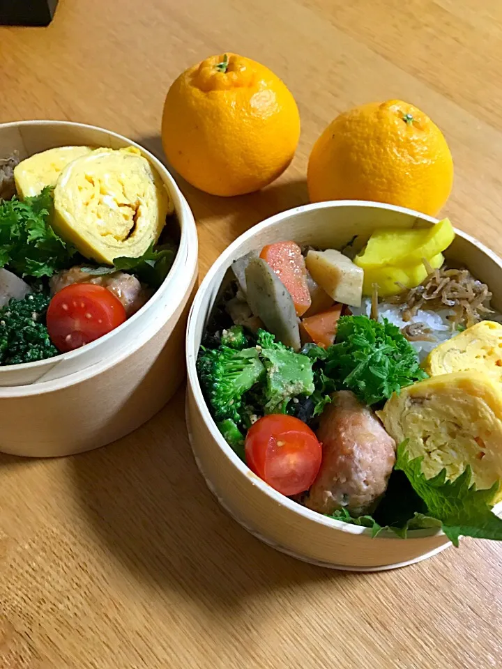 今日の夫婦弁当🍱
鶏つくねの照り焼き、常備菜筑前煮、
今日のゴハンは春を先取り
セリご飯🍀ちりめん山椒のっけ🤗🎶|5ネコママさん