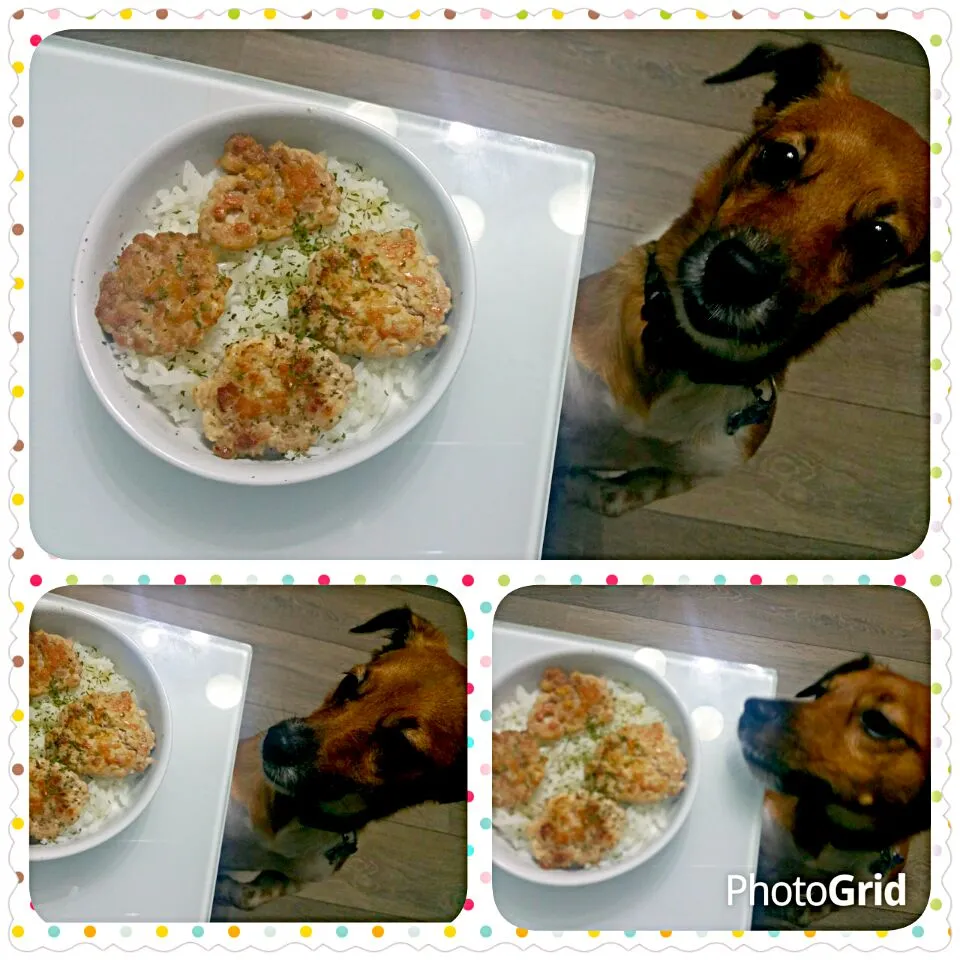 Plain Pork patties with rice for my 2 yr old dog 😁|🌷lynnlicious🌷さん