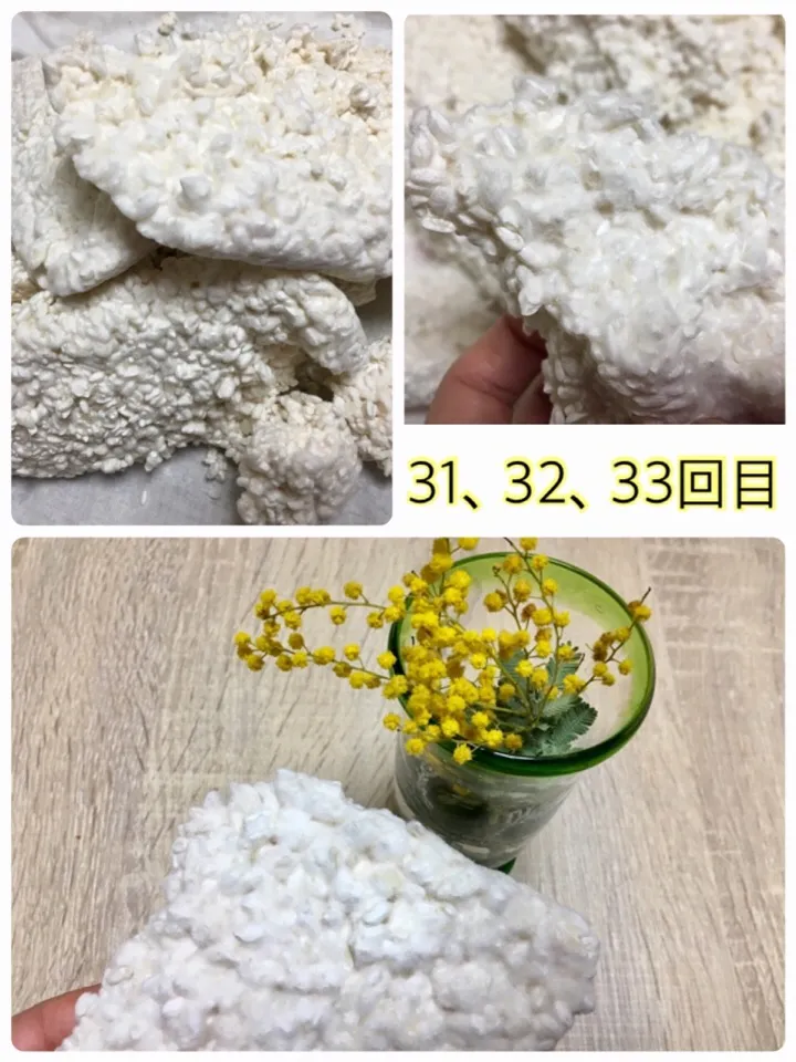 今日はミモザの日なので、ミモザと糀。ミモザの花ってコウジ菌に似ている気がするの|まっちGさん