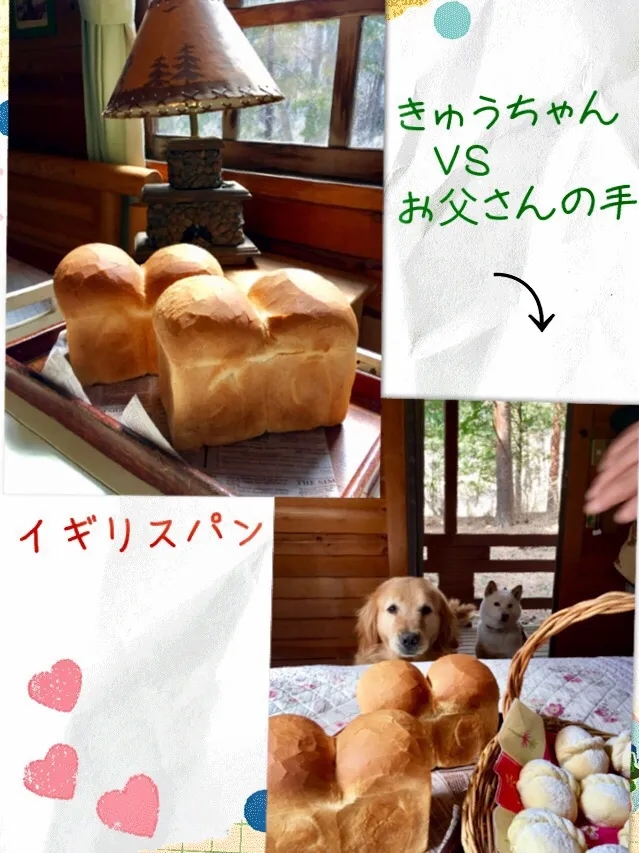 イギリスパン🍞
きゅうちゃんが…近づいて来た🐶💨💨
お父さんが手を伸ばして来た    🙋🏻‍♂️💦💦

さて🤔結果は…🤷‍♀️|きゅうちゃんさん