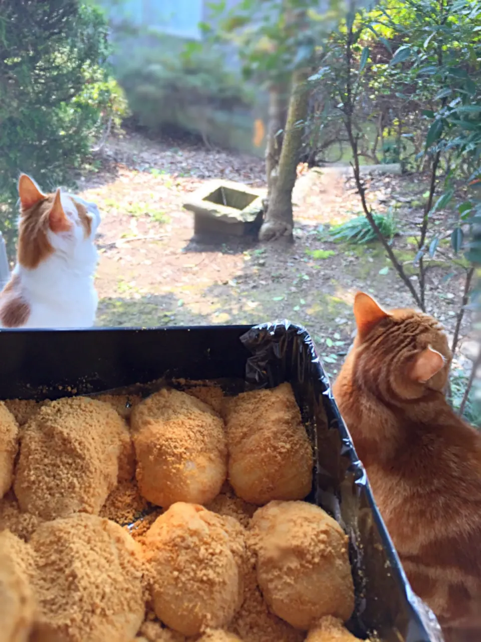 お外を見ながらきな粉餅😸|さくらんぼさん