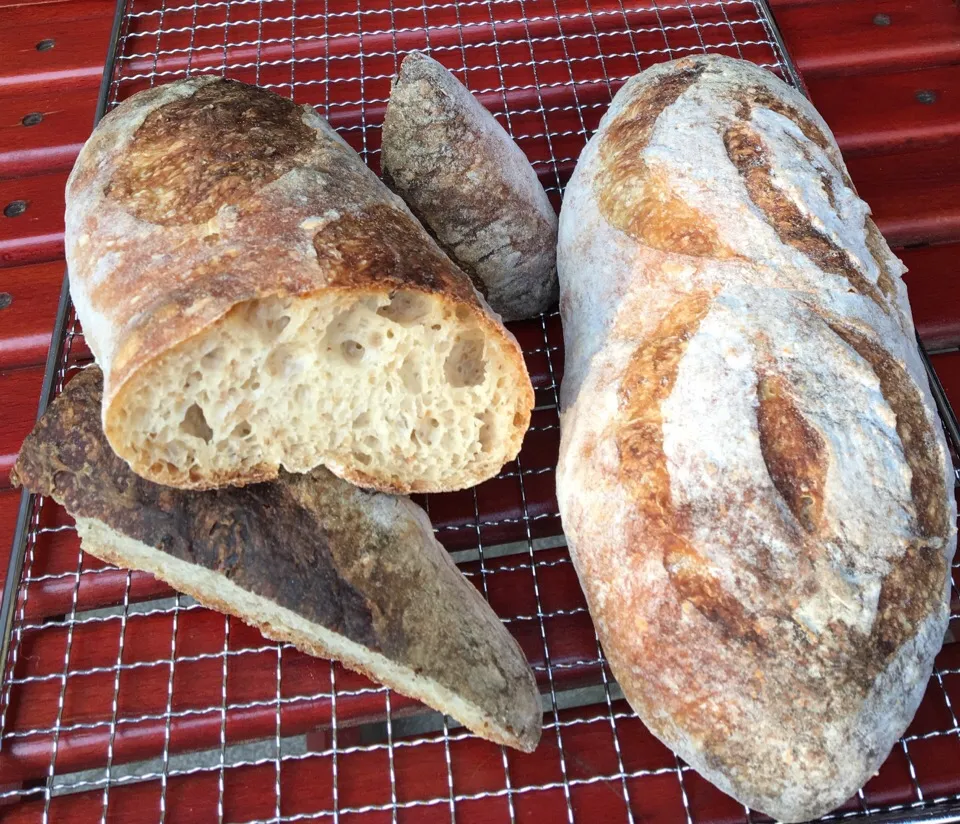 Whole Wheat Sourdough Batard with Rye Flakes|gonbenさん