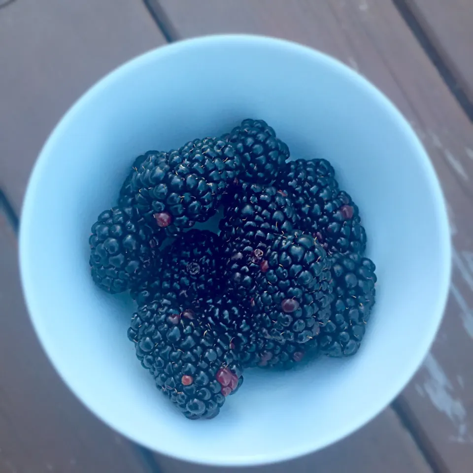Blackberries|T.E.Dennisさん