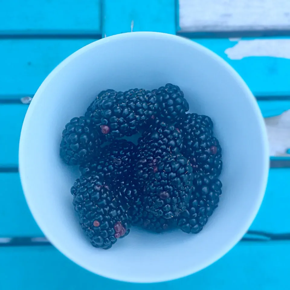 Blackberries|T.E.Dennisさん