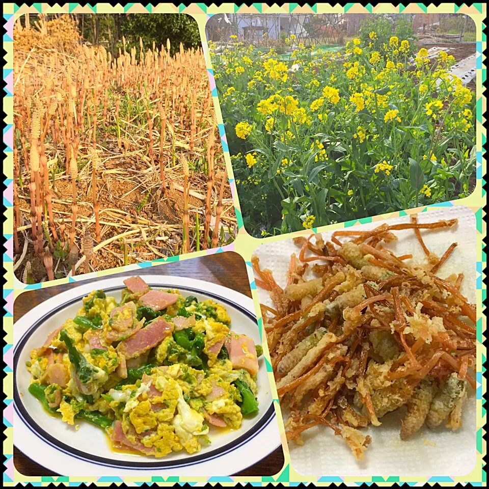 春ですね〜🌸🌿畑で採れたよ。 菜の花とベーコンの卵とじ&土筆の素揚げ😋😋😋|いしくん。（たまご王子🥚🐣🐥🐔）さん