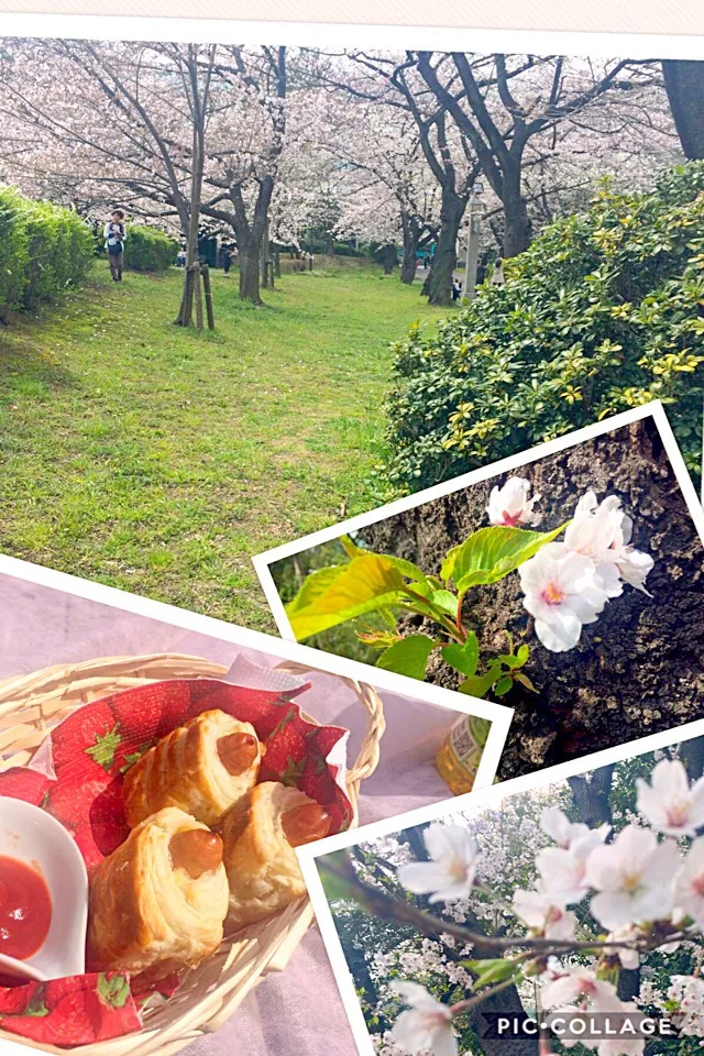 Snapdishの料理写真:朝ごはんを食べている間にウインナーチーズパイを焼いて、とにかく満開の桜見に🌸|ナタママさん