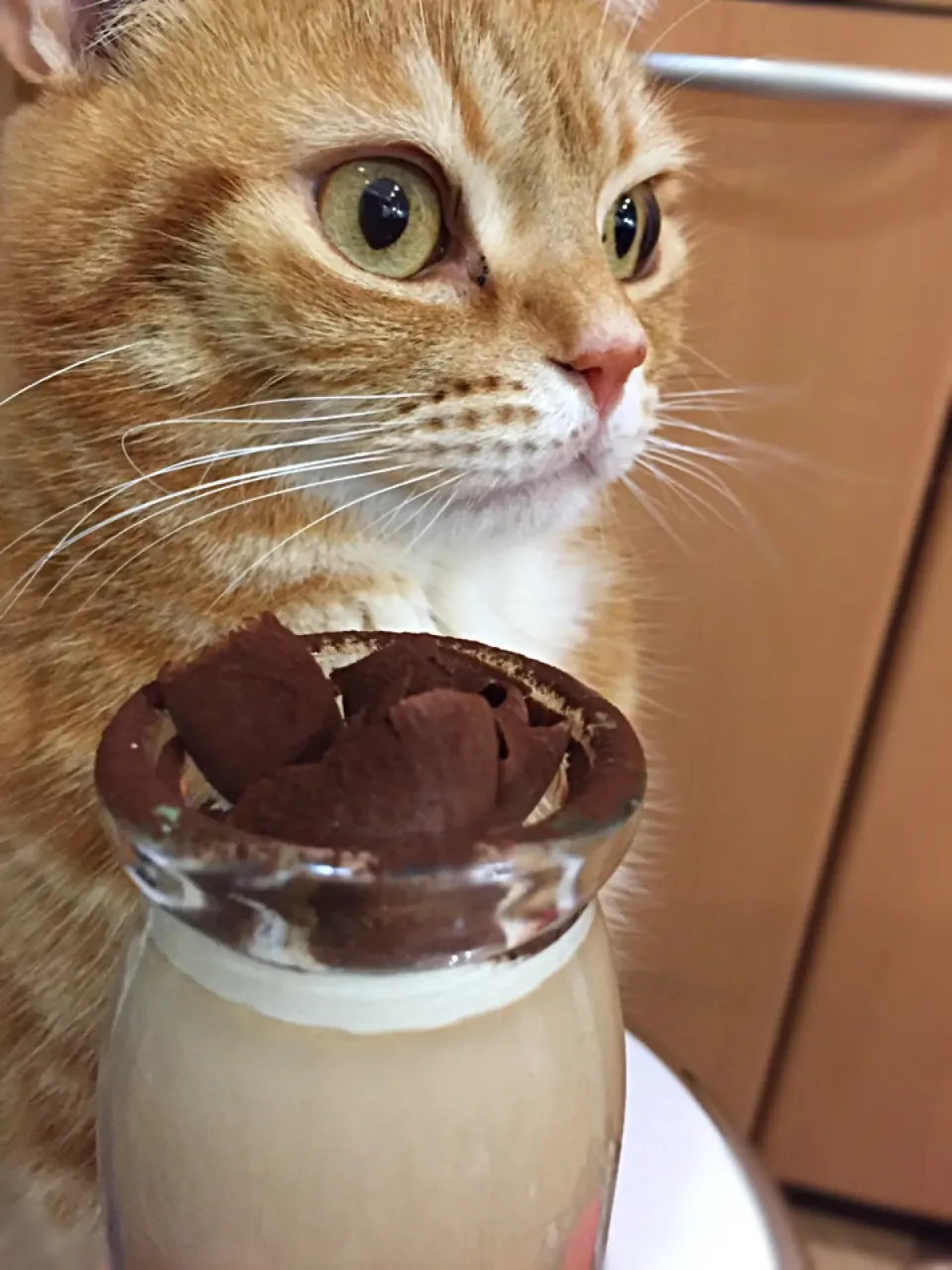 今夜のオヤツはチョコプリンでしね😽|さくらんぼさん