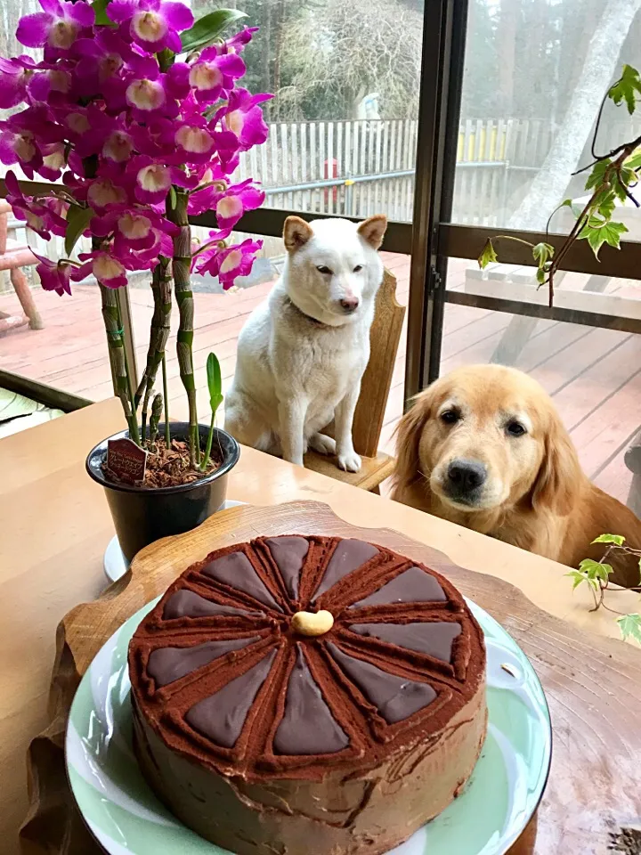 チョコレート💓ケーキ🐶|きゅうちゃんさん