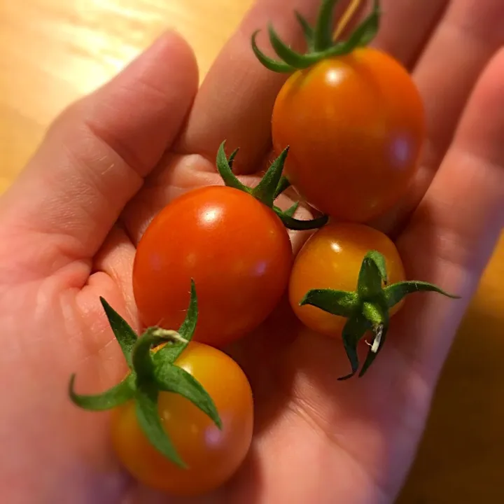 Home grown cherry toms|karen limさん