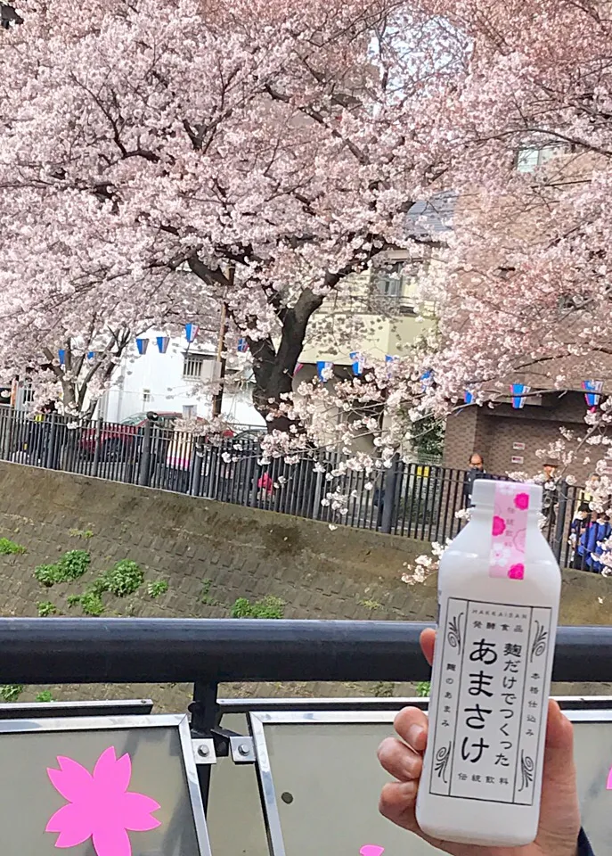 八海山のあまさけ
品薄状態のをゲットして
お花見🌸|シュトママさん