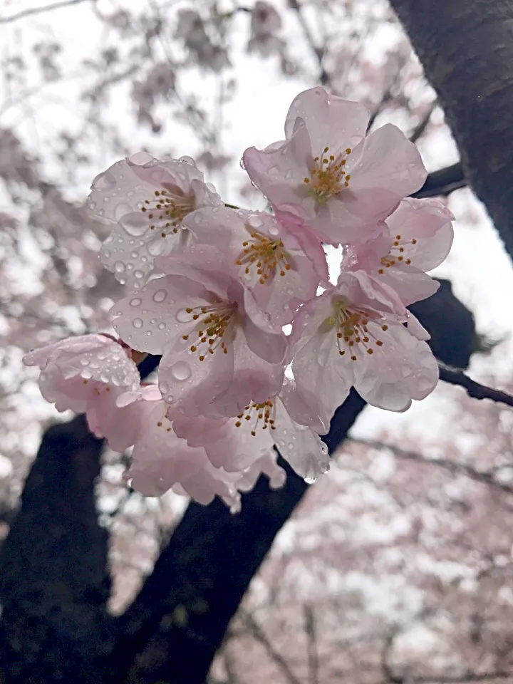 Snapdishの料理写真:|もりたんさん