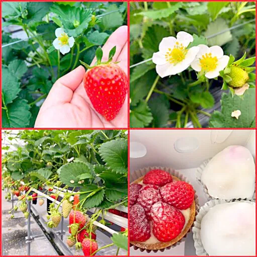 4／8☆イチゴ狩り🍓🍓🍓いちごタルト&いちご大福🍓🎵|えいぽんさん