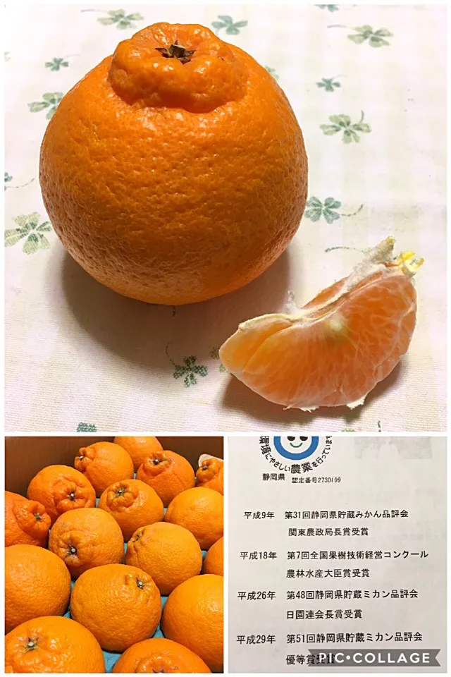 富士市の不知火🍊|こいちさん