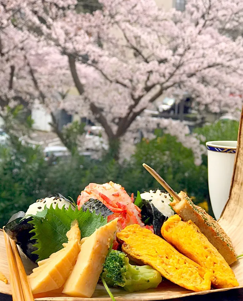 2017今年の桜🌸
満開の花見弁当🍱|シュトママさん
