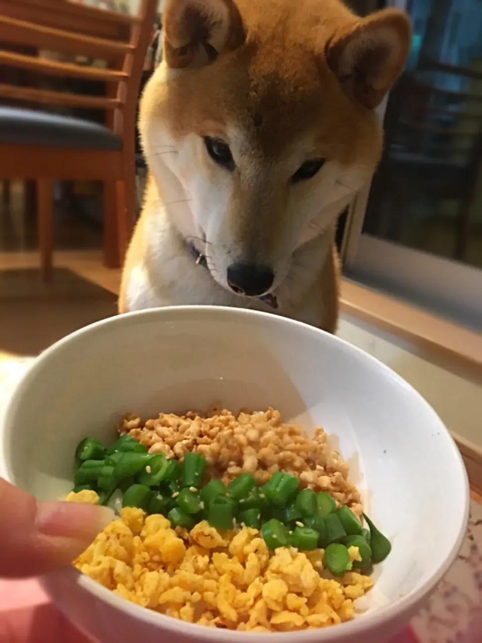 犬の三色そぼろ丼
#甘みはメープルシロップ|Yumiko Tokumitsuさん