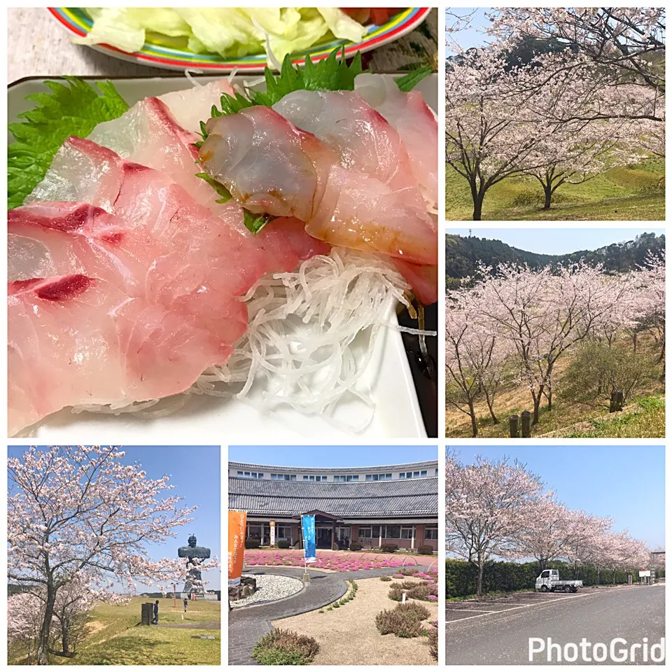 魚🌸SAKURA🌸桜|肉大好きさん