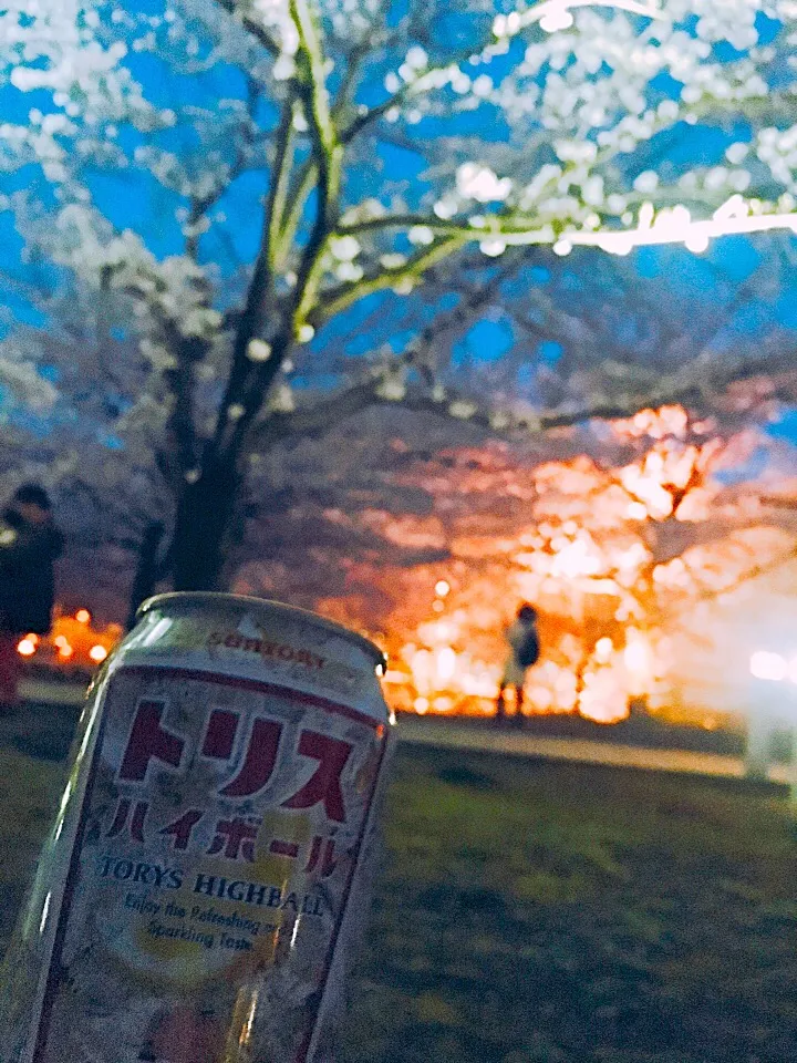 お花見ハイボール🌸寒い💦|Perritoさん