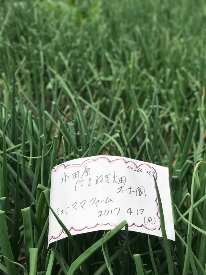 玉ねぎオーナー園行ってきました。
5月下旬玉ねぎ収穫の草取り|シュトママさん