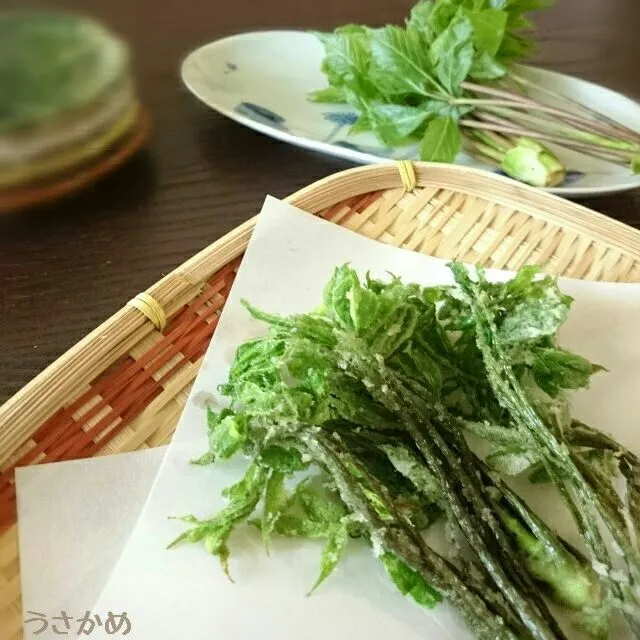 Snapdishの料理写真:こしあぶらの天ぷら🌿|うさかめさん