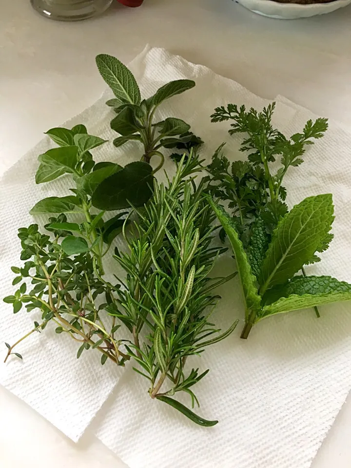 Mixed of Fresh Herbs from my Spring Garden #fresh #herbs|🌺IAnneさん