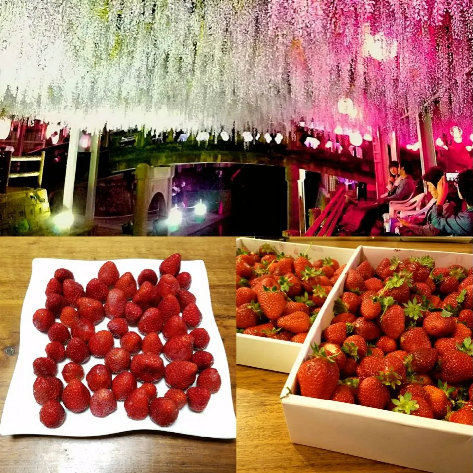 今年も最後かな〜!　
🍓いちご山の様に頂き、どうしよう＆藤の花もライトアップ今週見どころ♬|直樹さん