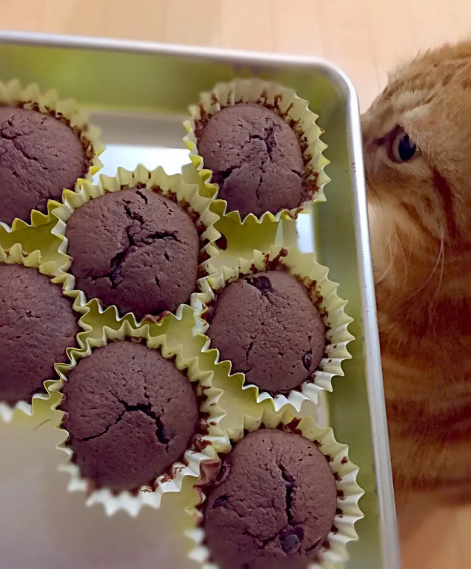 チョコチップカップケーキ😽|さくらんぼさん