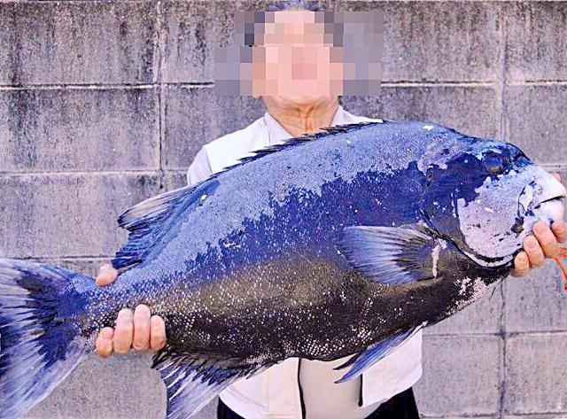 日本一のイシガキダイ 高知新聞記事より ち おん Snapdish スナップディッシュ Id Wjfe1a