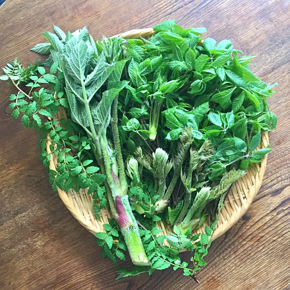 山菜採り🌿コシアブラ・タラの芽・山ウド・葉山椒|わたげさん