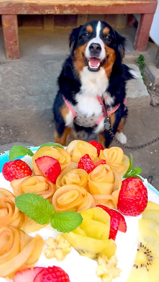 ワンコ用バースデーケーキ
ローズマリーちゃんの誕生日🎉3歳です|ミカさん