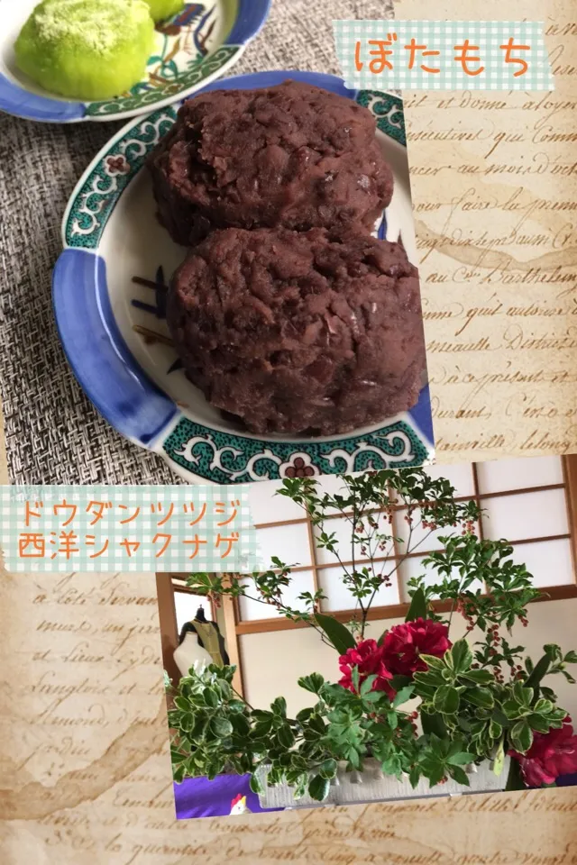 ぼたもち100個の差し入れ〜😍
庭のお花もゲスト出演|あまねこ🌿さん