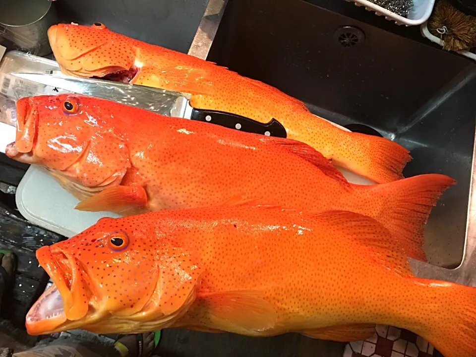 釣魚持ち込み調理
          素材
    赤仁ミーバイ|ちゅら夏さん